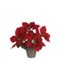 Poinsettia Rood In Pot Stan Grijs